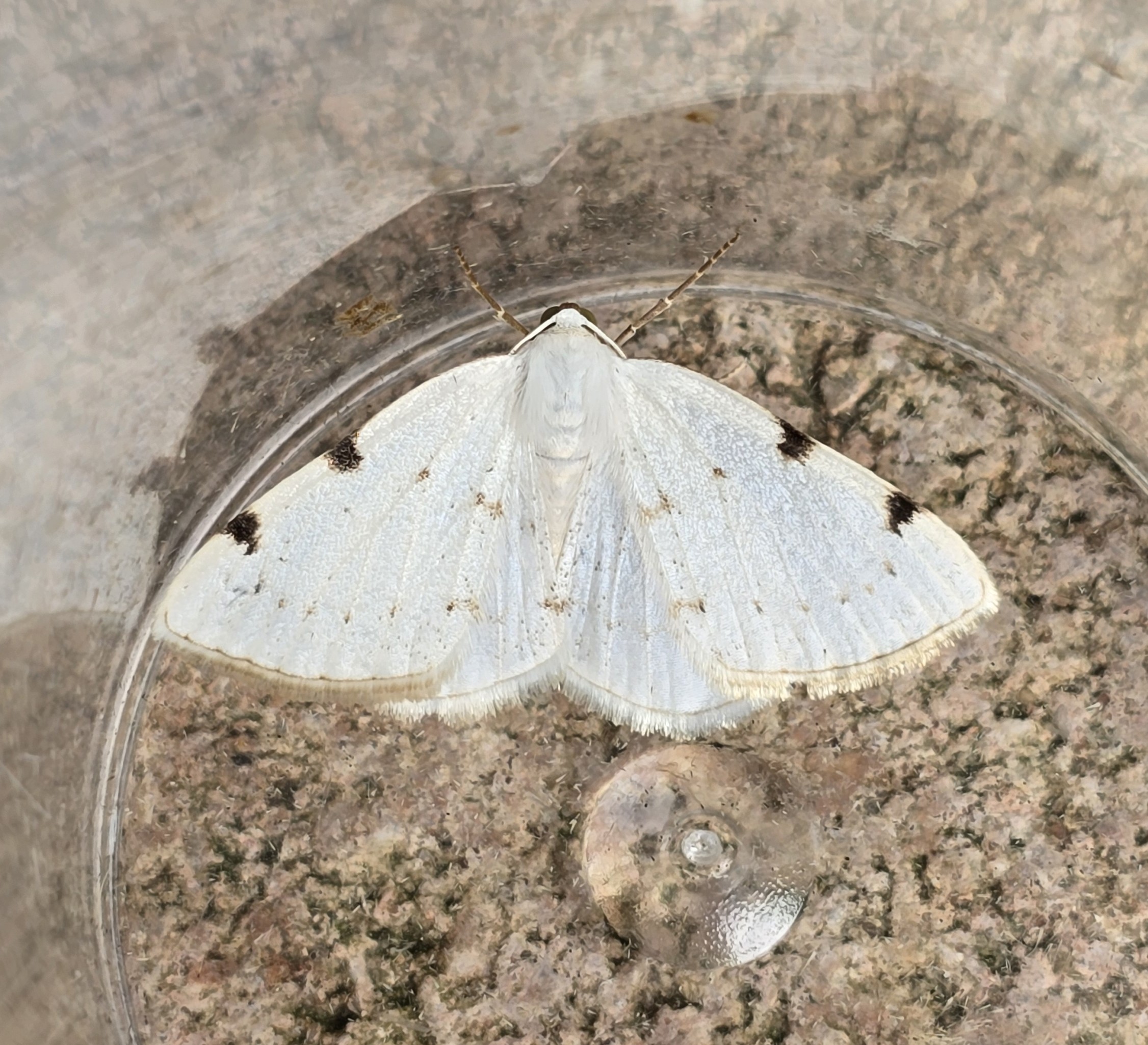 **White-pinion Spotted (Lomographa bimaculata)**. Another first for me from the garden at Forgelle!  